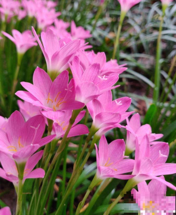 路边一种“韭菜”花，种盆里太养眼，一淋雨就开花！