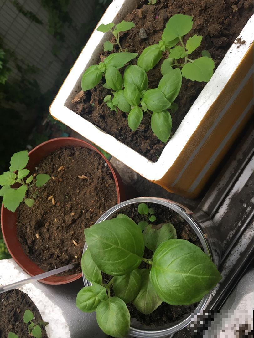 家里养盆香草，掐个叶子还能吃，屋子清香四溢