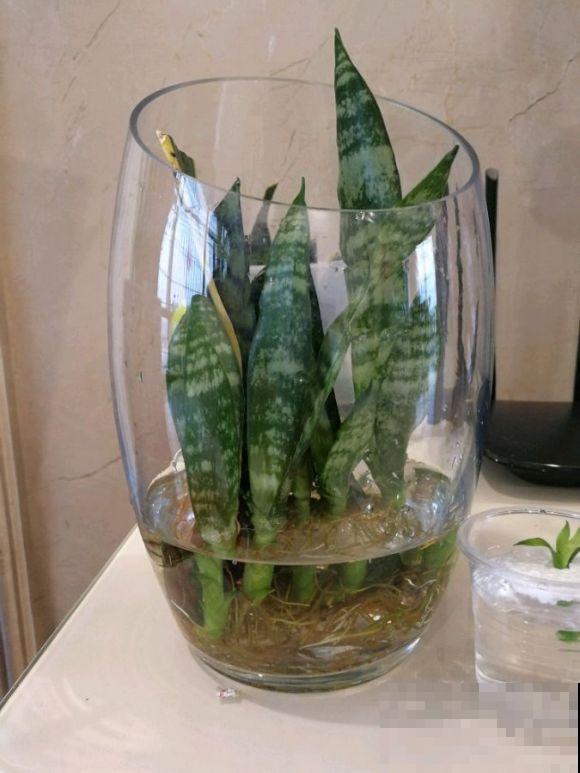 虎皮兰不用买，摘片叶子插土里，呼呼长爆一大盆！