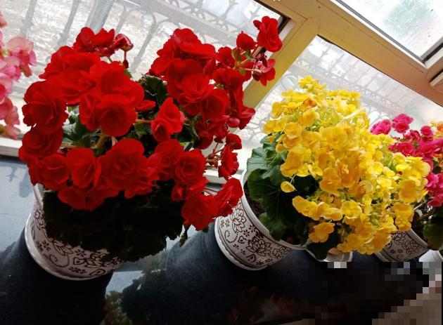 一种花公认最难养，却非常受欢迎，年年养死年年买！