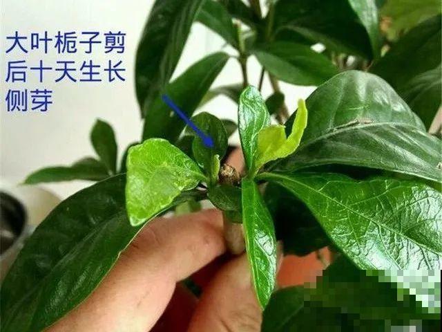 花的这个位置，千万别修剪，否则白养大半年！
