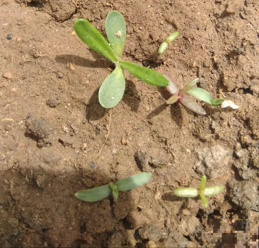 8种花不用扦插，开完花等1个月，一盆能生几十盆！