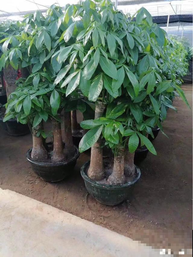 8种超难养的花，买一盆死一盆，真伤心！