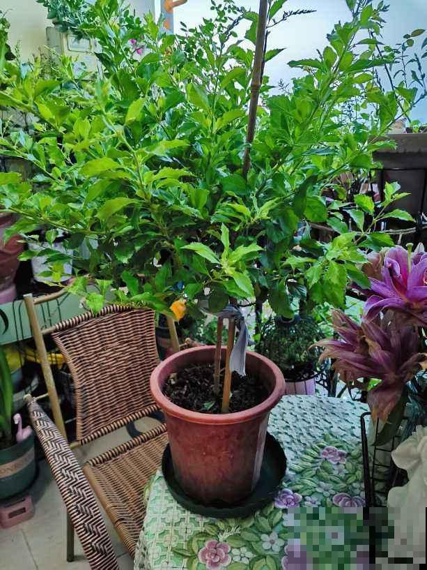 金露花长得很美，这个部位却有毒，想养的要小心！