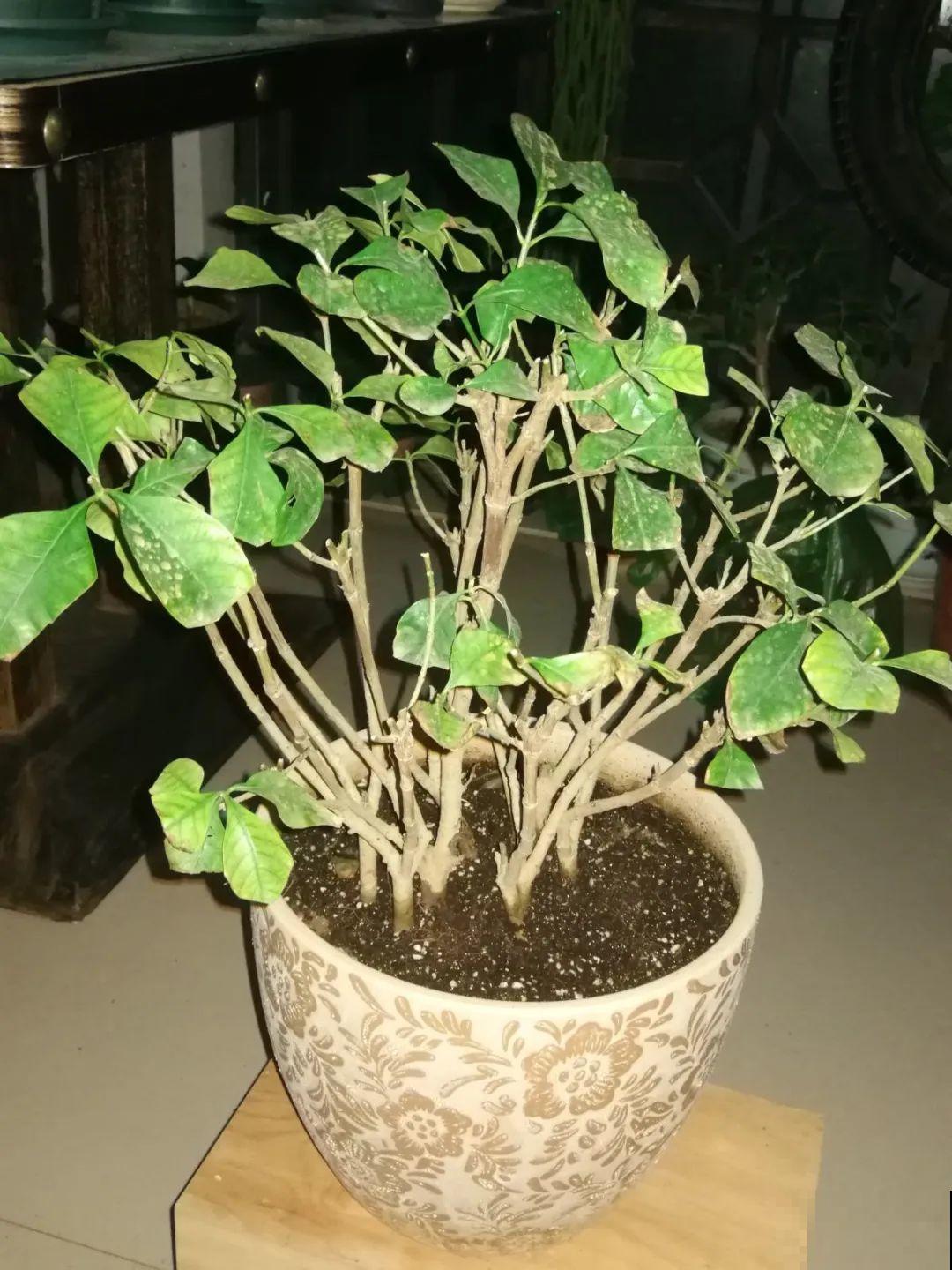 栀子花太难养？记住：少折腾，不黄叶，保证年年开花！
