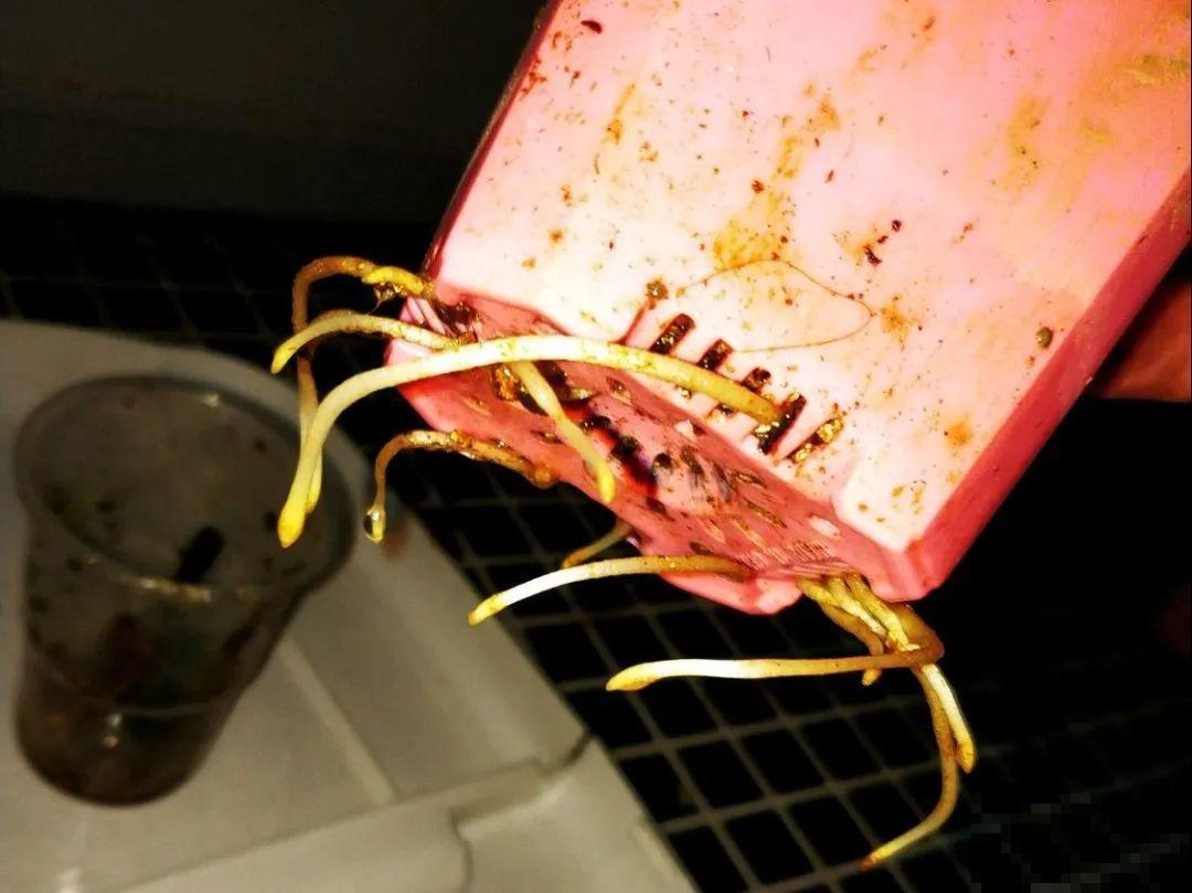 3种花，下雨天扦插，生根快、不黑杆！