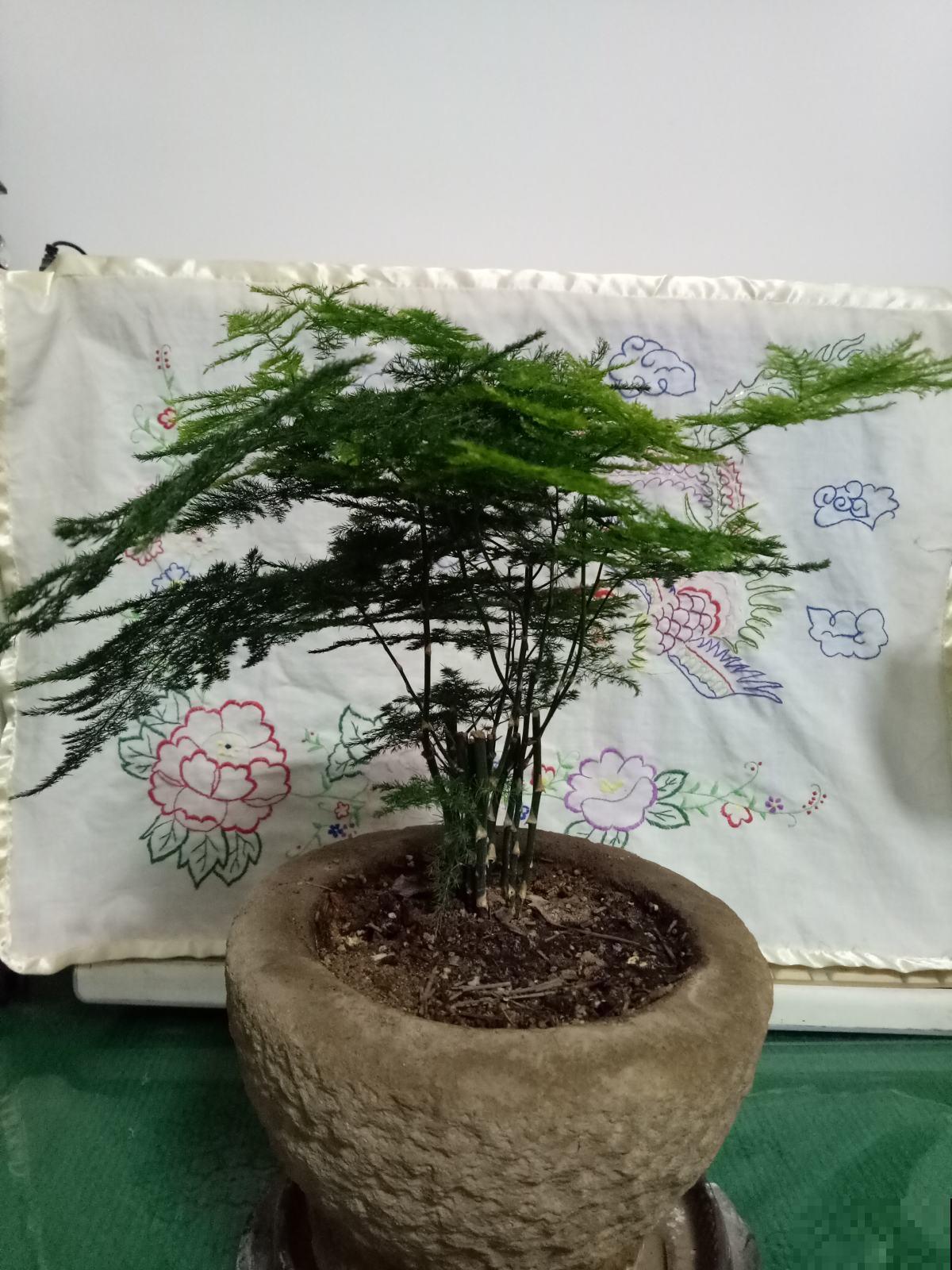 文竹一到夏天就徒长，枝条乱爬太难看，其实矮壮很简单！