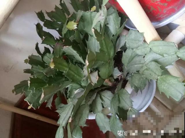 夏天花会休眠,别施肥,否则都毒死了 夏天花会休眠,别施肥,否则都毒死了