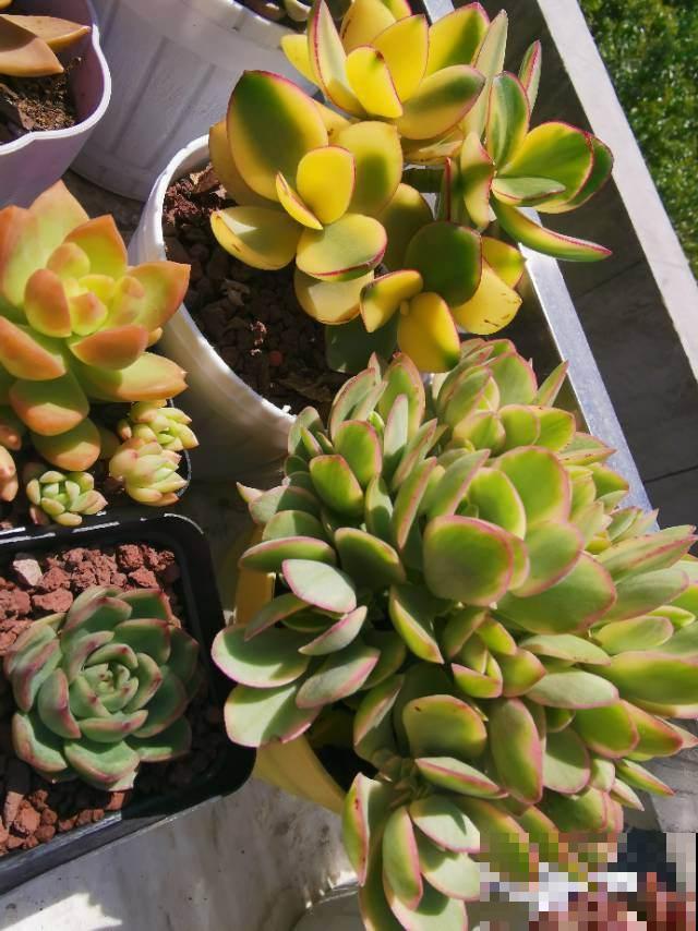 养花晒太阳很重要,关于晒太阳的误区,你中了哪几个? 养花晒太阳很重要,关于晒太阳的误区,你中了哪几个?