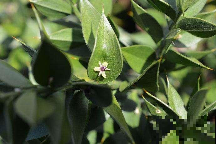 12种奇花异草，认识3种以上，就算见多识广了！