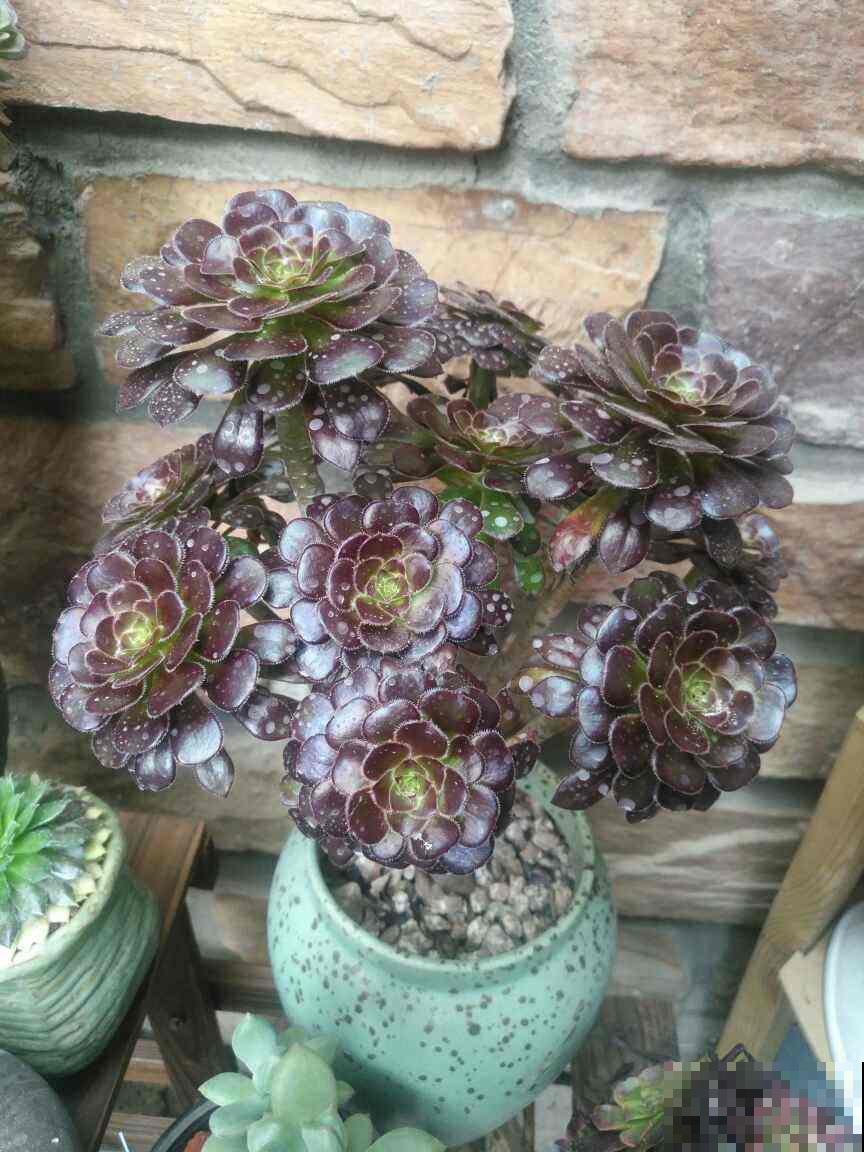 邻居养的多肉长成小树,价格翻倍,谁见了都喜欢 邻居养的多肉长成小树,价格翻倍,谁见了都喜欢