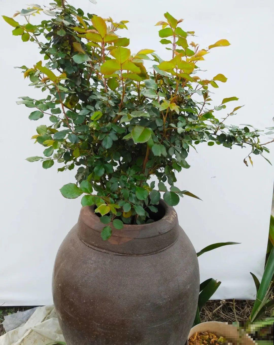 咸菜坛子先别丢,拿来养花,盆盆养成小树,太震撼 咸菜坛子先别丢,拿来养花,盆盆养成小树,太震撼