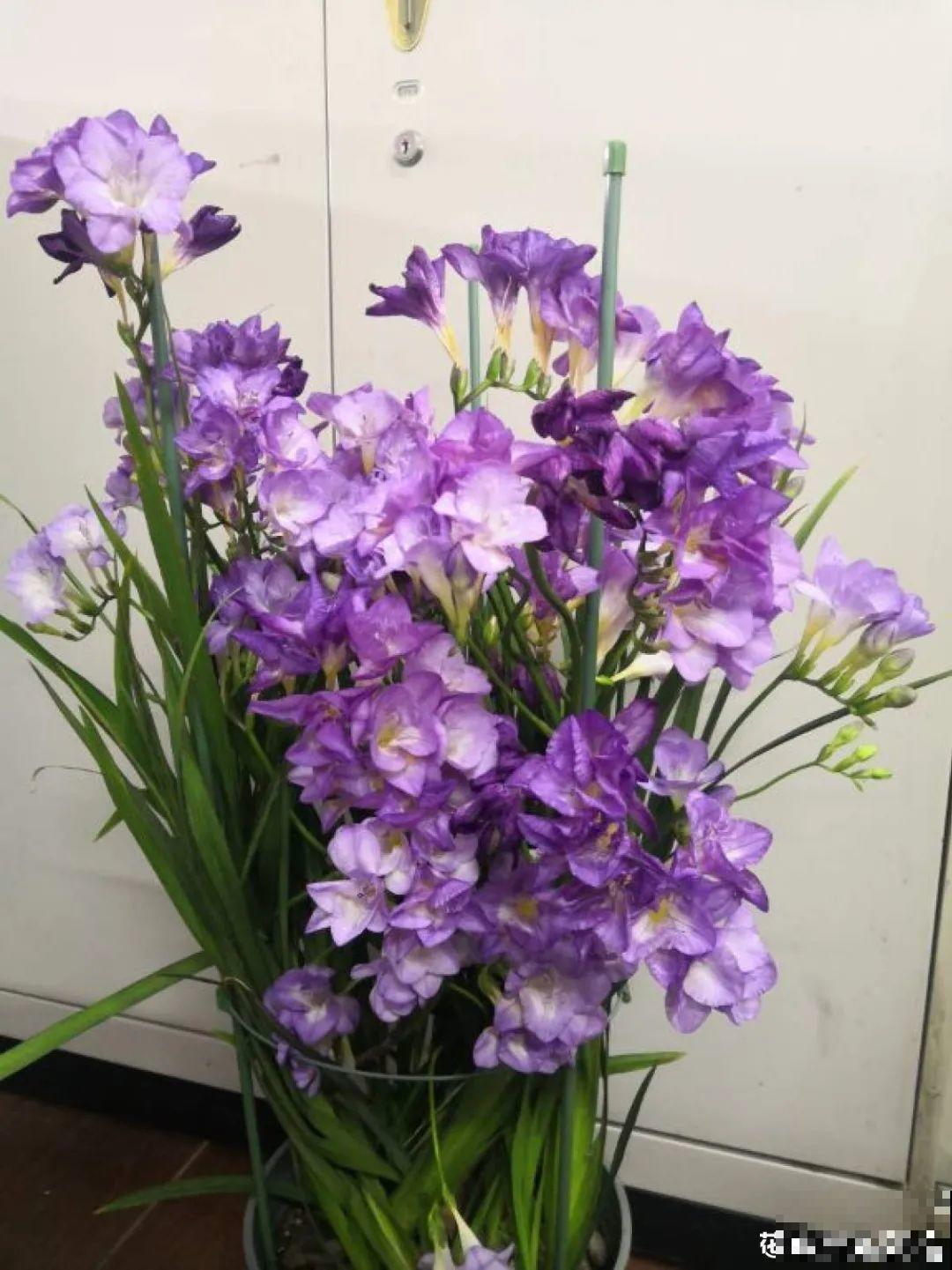 没开花之前像野草,开花之后美翻天,满屋子都是香味 没开花之前像野草,开花之后美翻天,满屋子都是香味