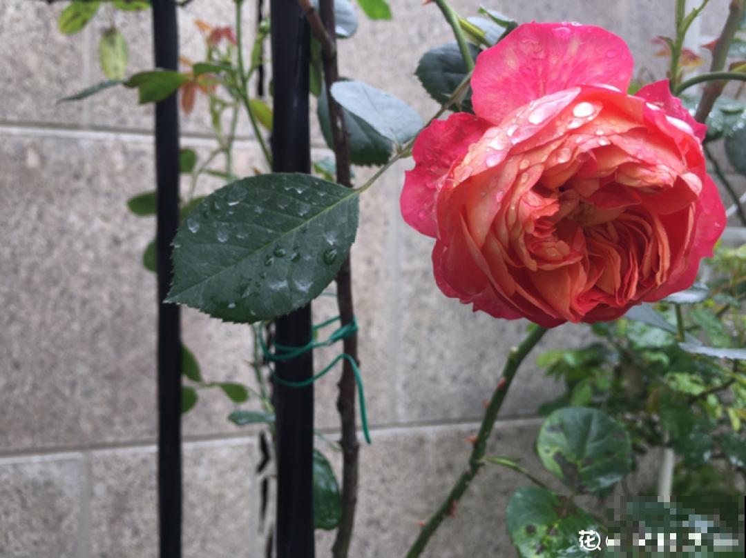 早上起来院子被淹，100盆花，还有救吗？