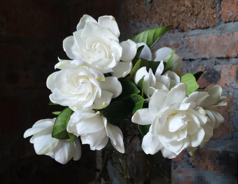 二十四节气,24种花,送给大家一起欣赏! 二十四节气,24种花,送给大家一起欣赏!