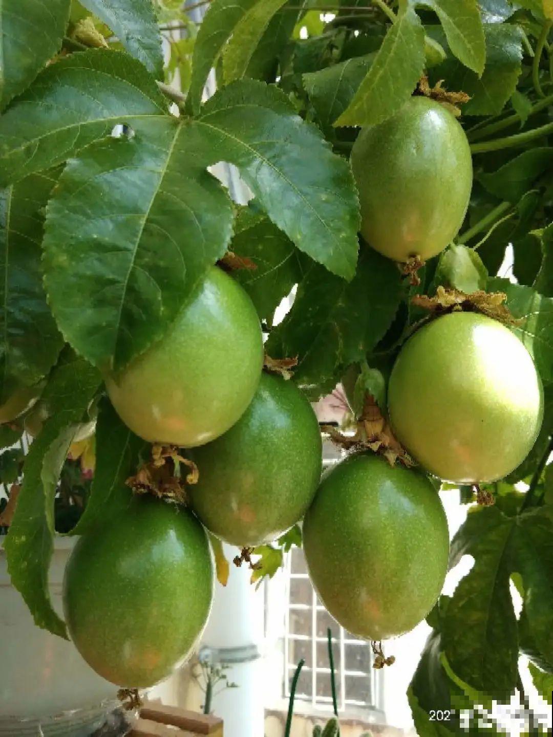 佛手瓜寓意好,家里养一棵,果子挂满枝头 佛手瓜寓意好,家里养一棵,果子挂满枝头