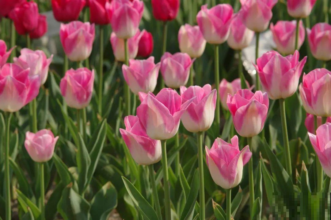 白胖的“大蒜”埋土里,1个月就开花,香味清新淡雅有格调! 白胖的“大蒜”埋土里,1个月就开花,香味清新淡雅有格调!