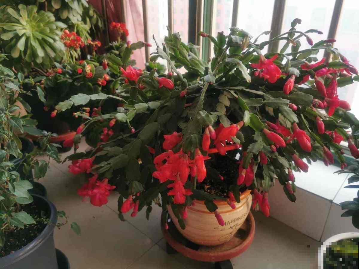 养花施肥是关键,合理使用氮磷钾肥,花才能长得好 养花施肥是关键,合理使用氮磷钾肥,花才能长得好