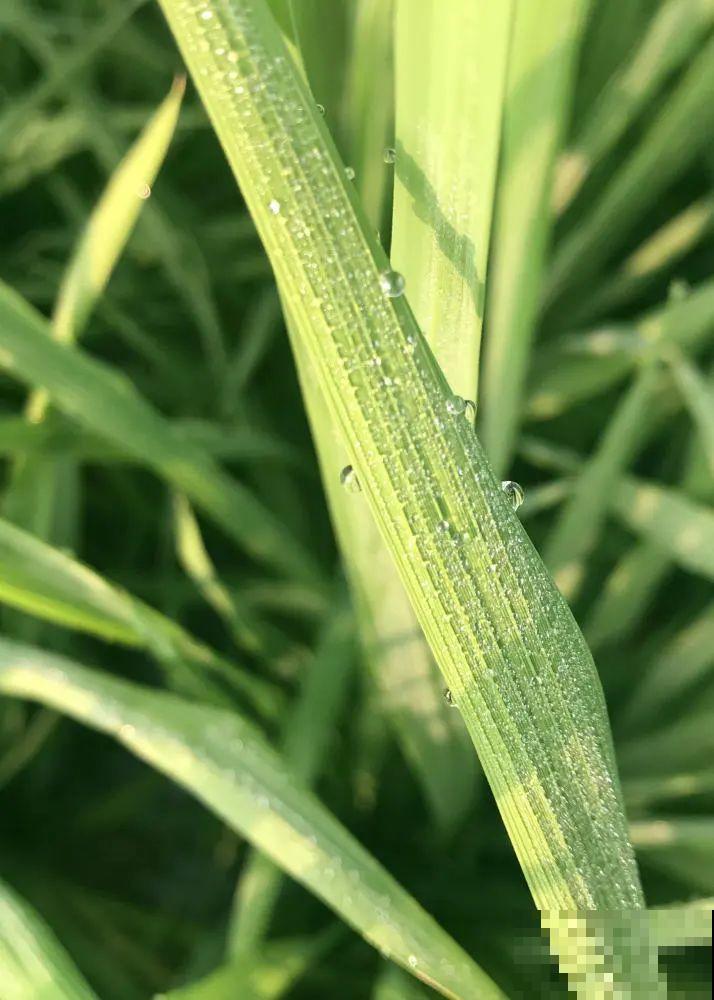 9种花可以预测天气，一开花就说明要下雨了！