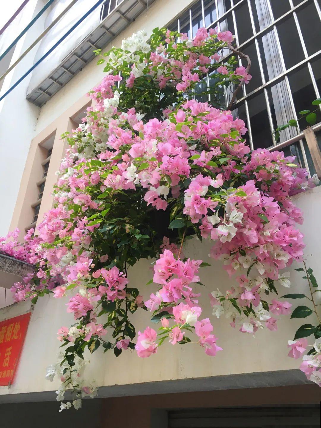 家里的角落也能养花,这4种最合适,清清凉凉过夏天 家里的角落也能养花,这4种最合适,清清凉凉过夏天