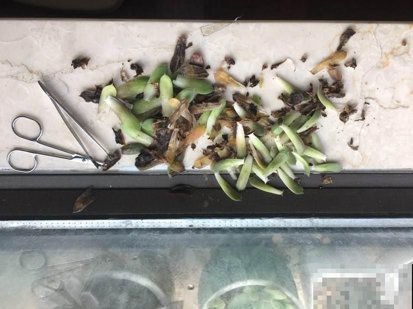 夏天多肉易黑腐，注意3个要点，安稳度夏
