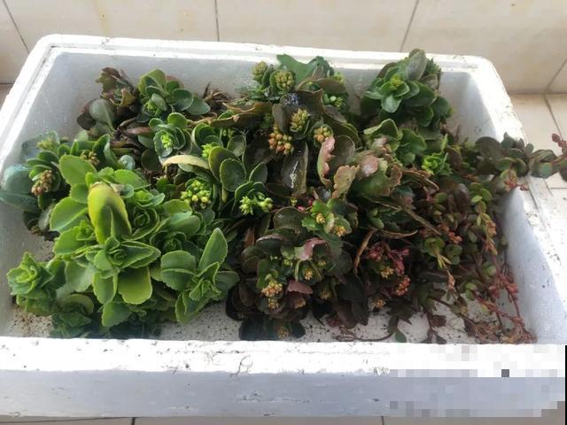 8种花,天热不能换盆,换了3天必死! 8种花,天热不能换盆,换了3天必死!