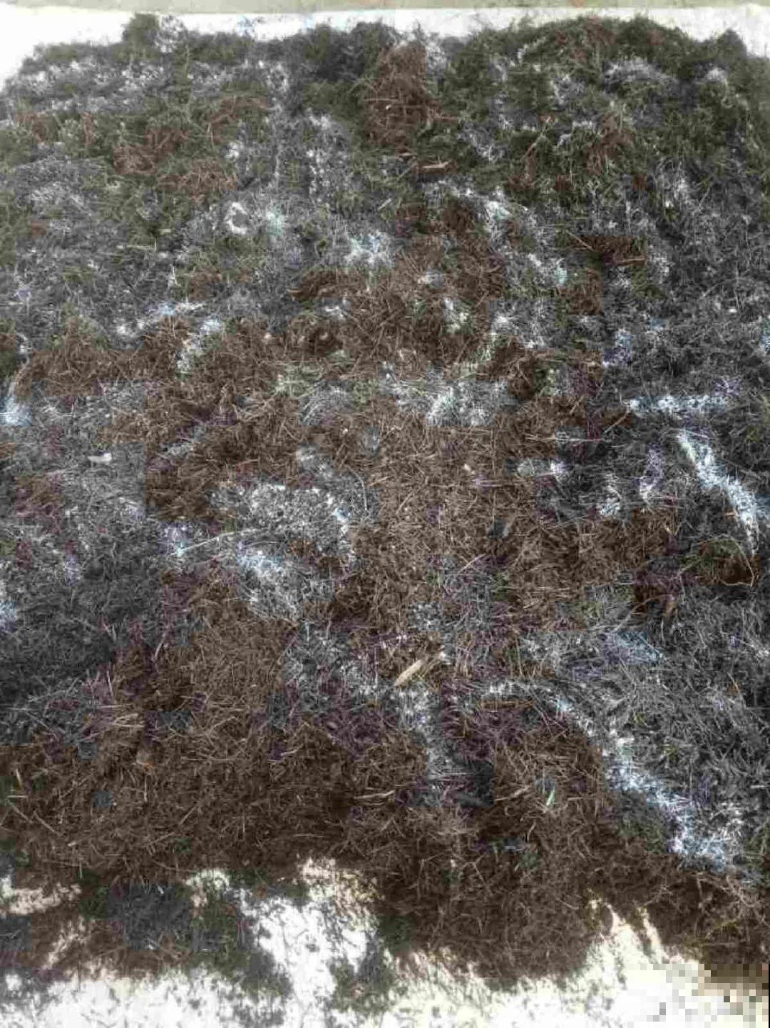 土里有虫子，1招杀干净，否则会传染！