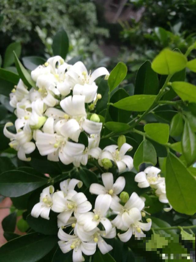 路边养6种花,香味能传3里地,香掉你的鼻子! 路边养6种花,香味能传3里地,香掉你的鼻子!