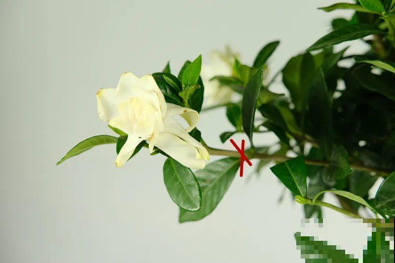 绣球马上剪，下个月就晚了，错过明年不开花