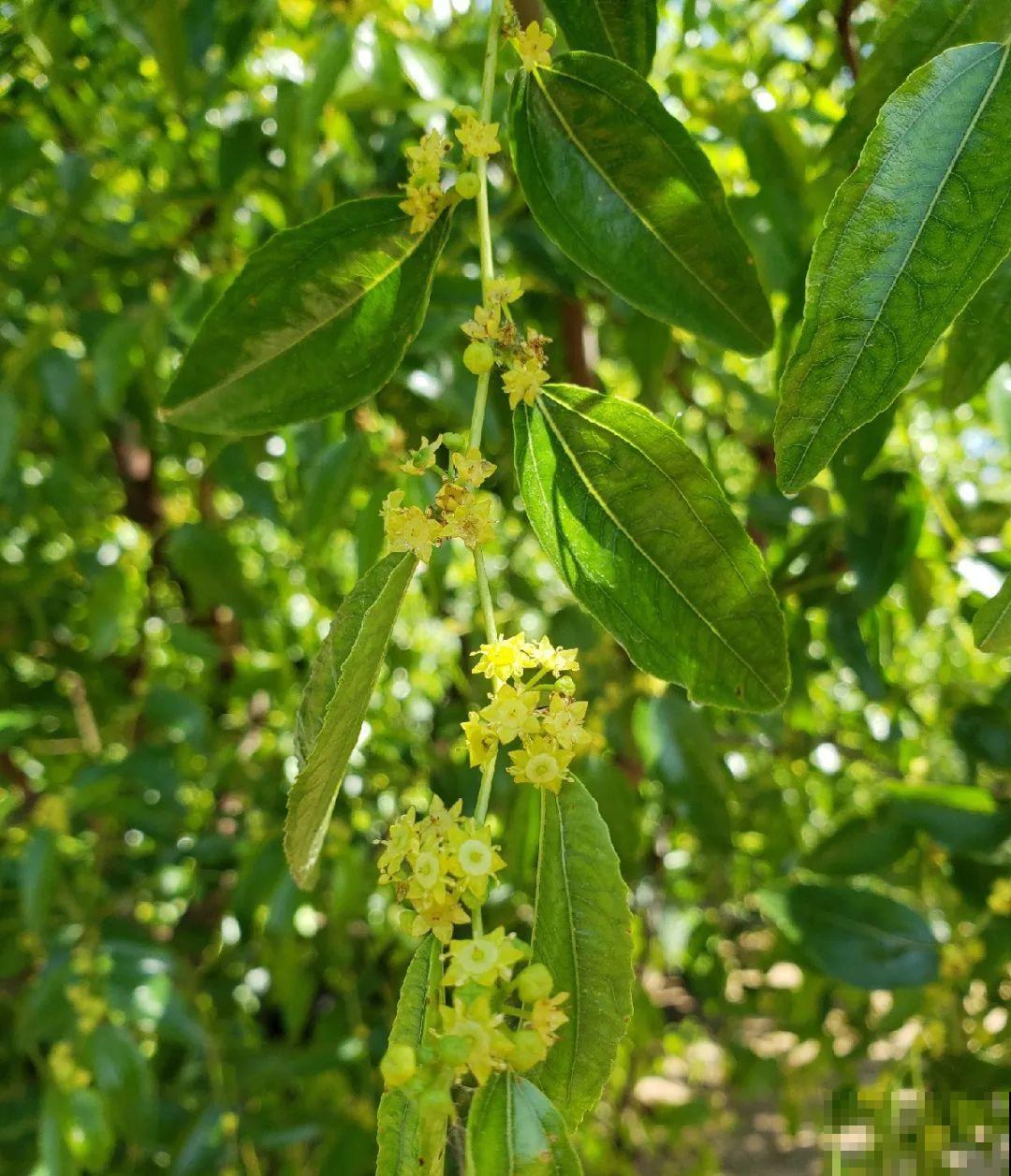 9种花可以预测天气，一开花就说明要下雨了！