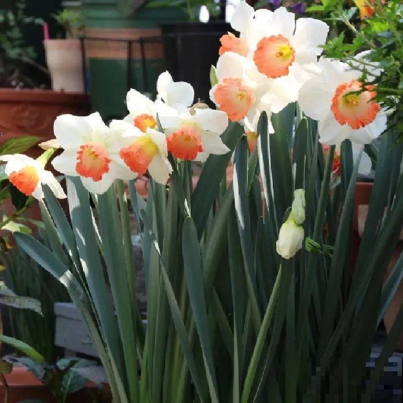 盆里种几个“蒜头”,冬天开出美艳花,花朵又大又饱满 盆里种几个“蒜头”,冬天开出美艳花,花朵又大又饱满