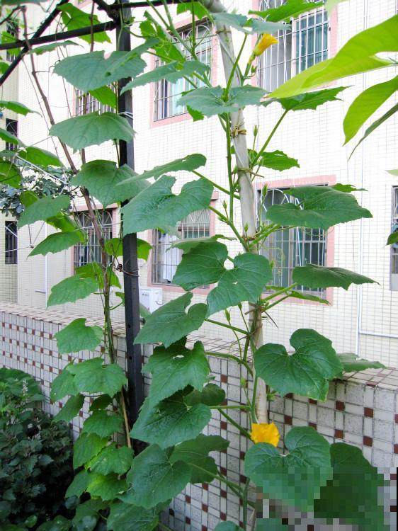 他租了个天台建花园，每日种菜养花，辛苦却很满足！