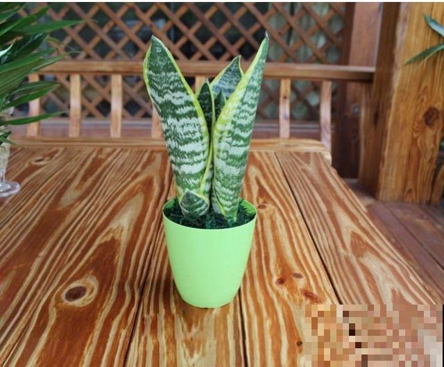 虎皮兰耐阴又好养,注意好这些小细节,想养死都难! 虎皮兰耐阴又好养,注意好这些小细节,想养死都难!