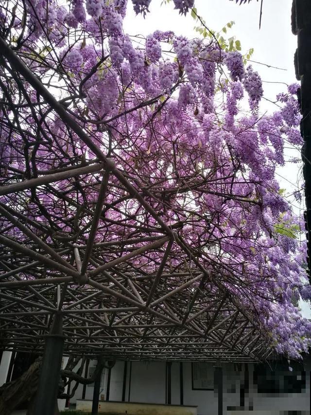 中国8大古树，历经千年不倒，最老一棵4000岁！