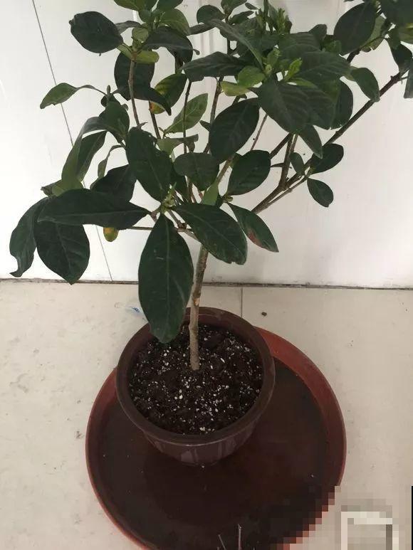 栀子花太难养？记住：少折腾，不黄叶，保证年年开花！