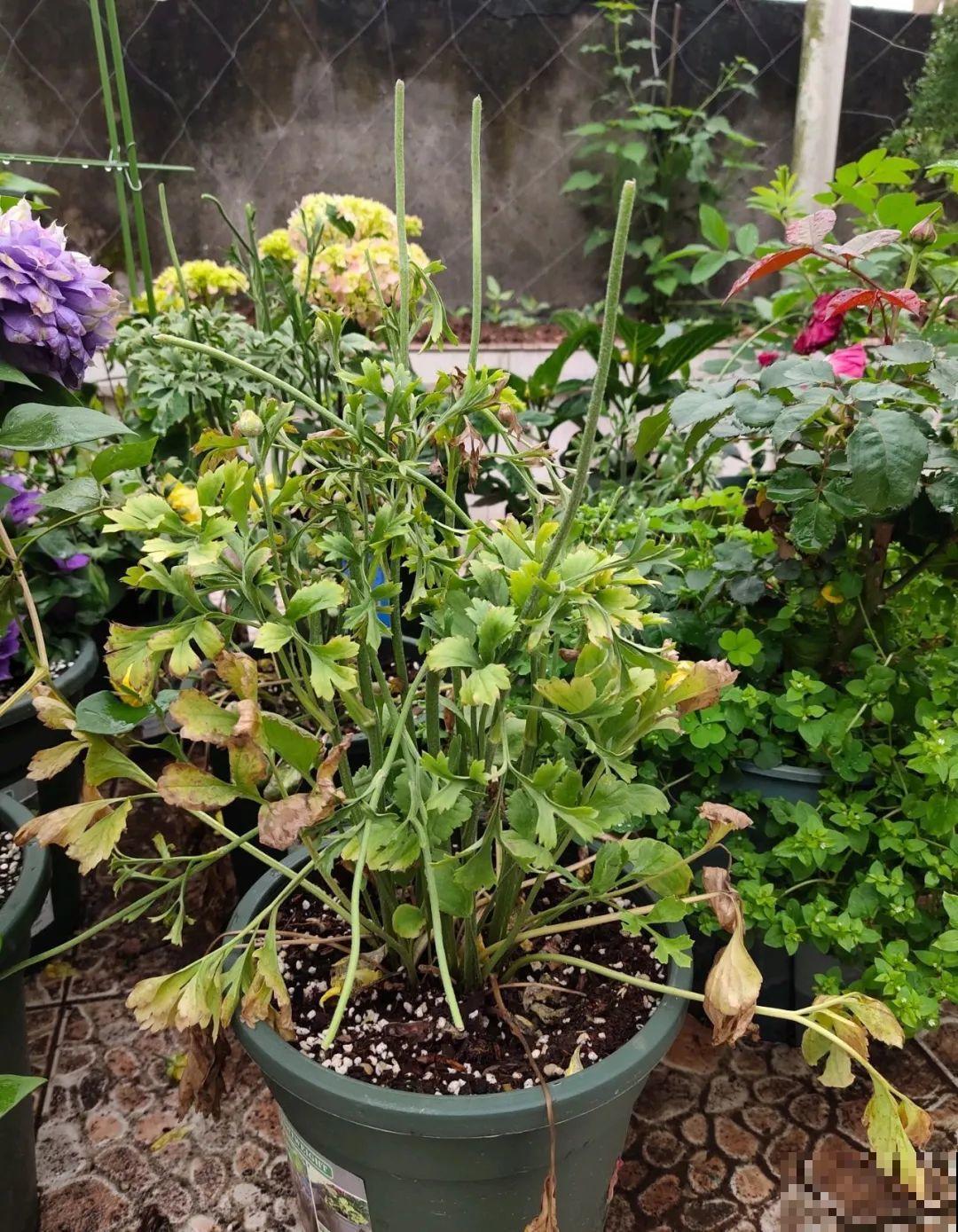 7种花会伪装，夏天会假死，好好养护秋天还能活