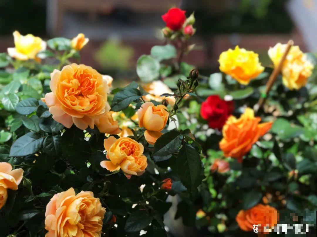 20种花,夏天要休眠,一浇水就死! 20种花,夏天要休眠,一浇水就死!