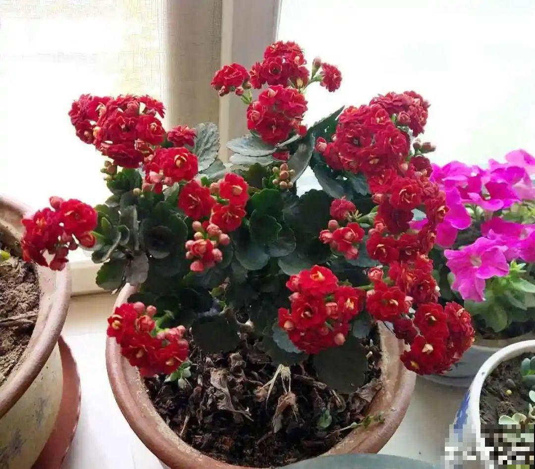 20种花,夏天这么浇水,长得快、开花多! 20种花,夏天这么浇水,长得快、开花多!