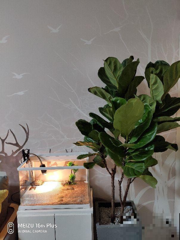 爆火的网红花，养护有难度，学会这6点才能养好