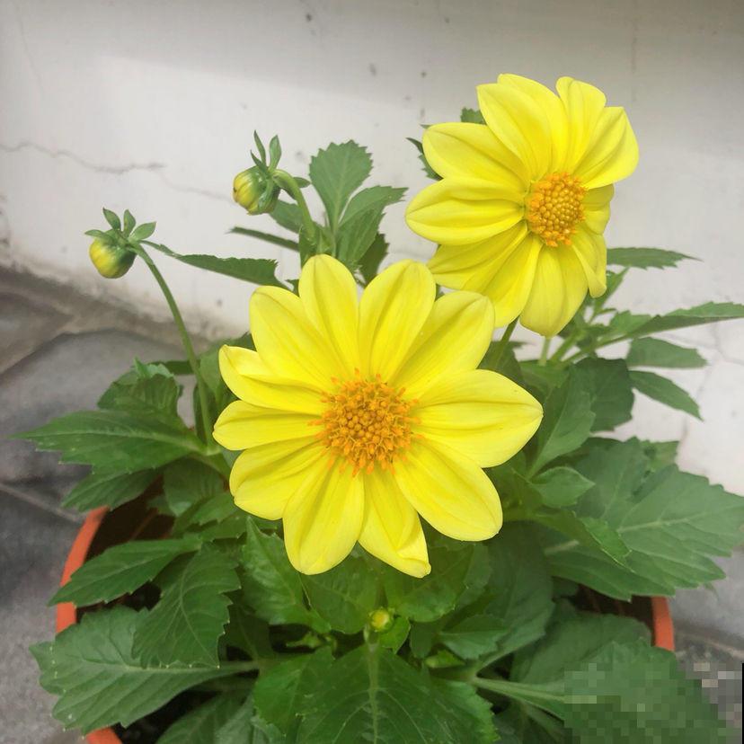 花也爱喝感冒颗粒，溶化后喂花喝掉，就像打了鸡血一般！