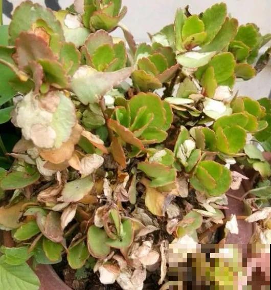 花出现黄叶打蔫，千万别扔，还能救回来！