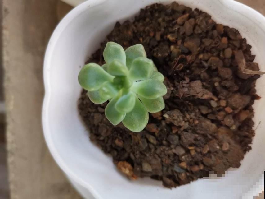 多肉配土很重要，稍有不慎就烂根，最佳配比秘方送给你！