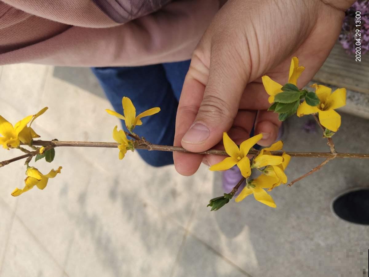 开花灿烂吉祥，一盆就赏到啧啧称奇，农村又叫土连翘！