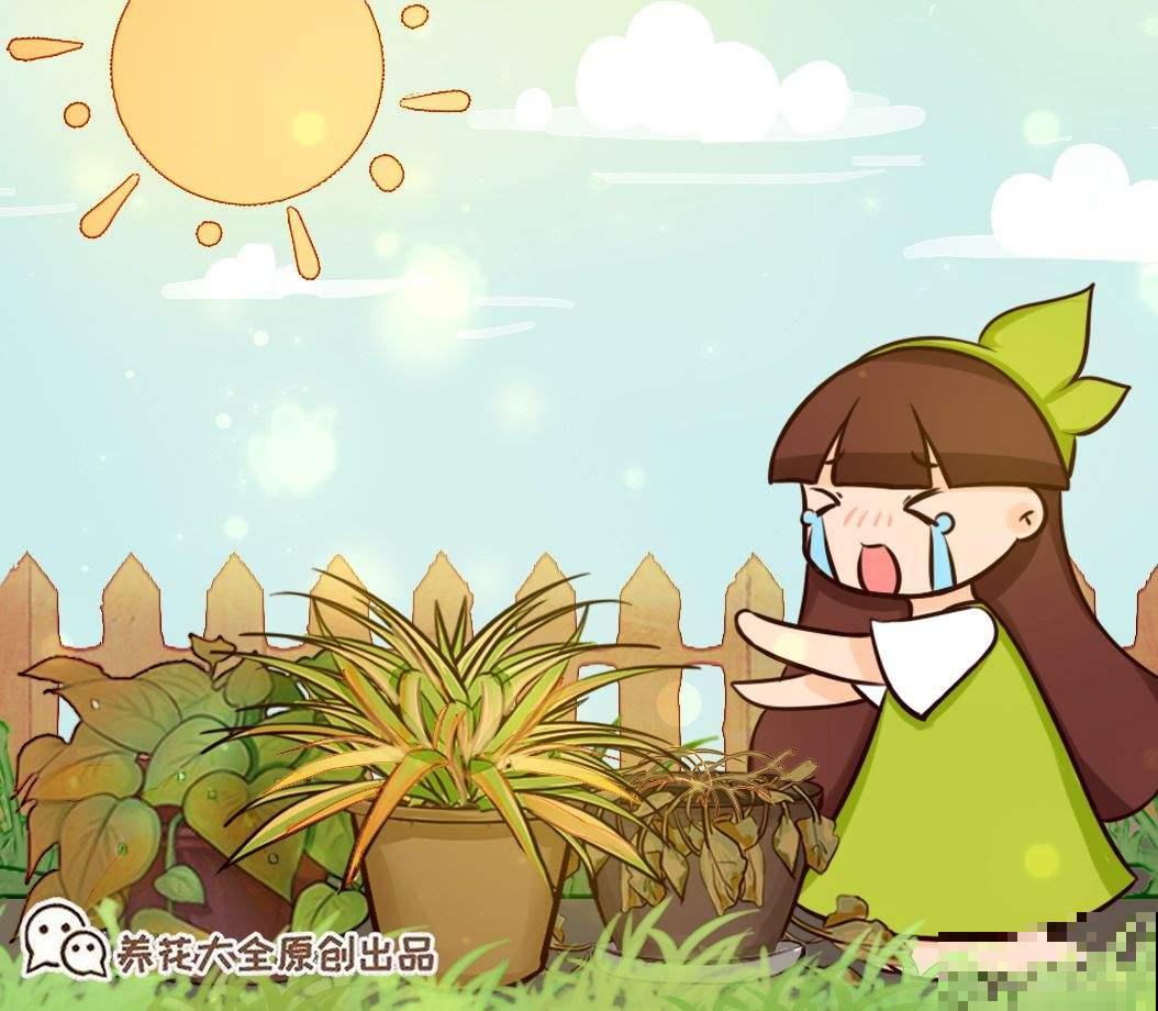 夏天温度高，4个养花降温方法，花都安稳度夏