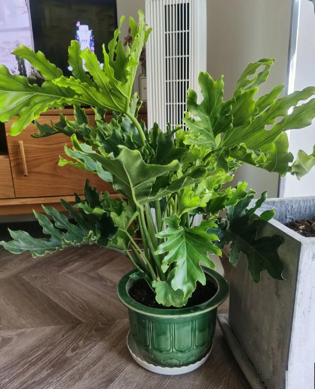 特干净的10种花，天热养一盆，家里特凉快！