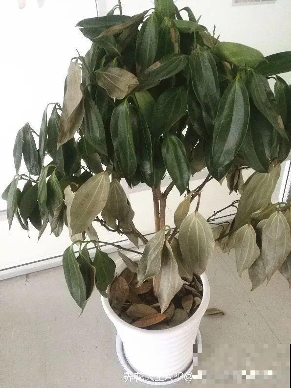 18种难养的花，把握一个点，就能起死回生！