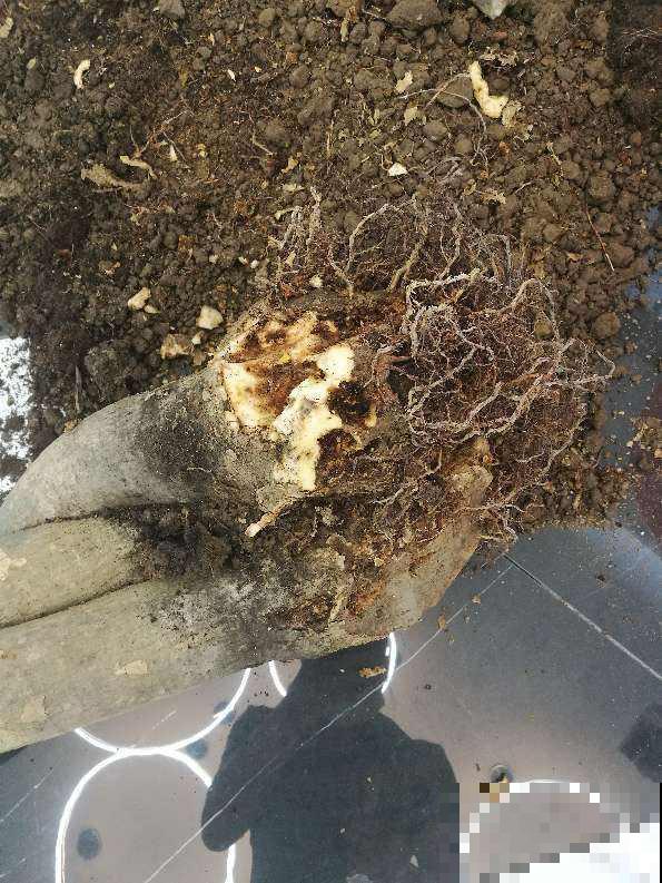 植物烂根前有信号,记住这5点,能及时补救 植物烂根前有信号,记住这5点,能及时补救