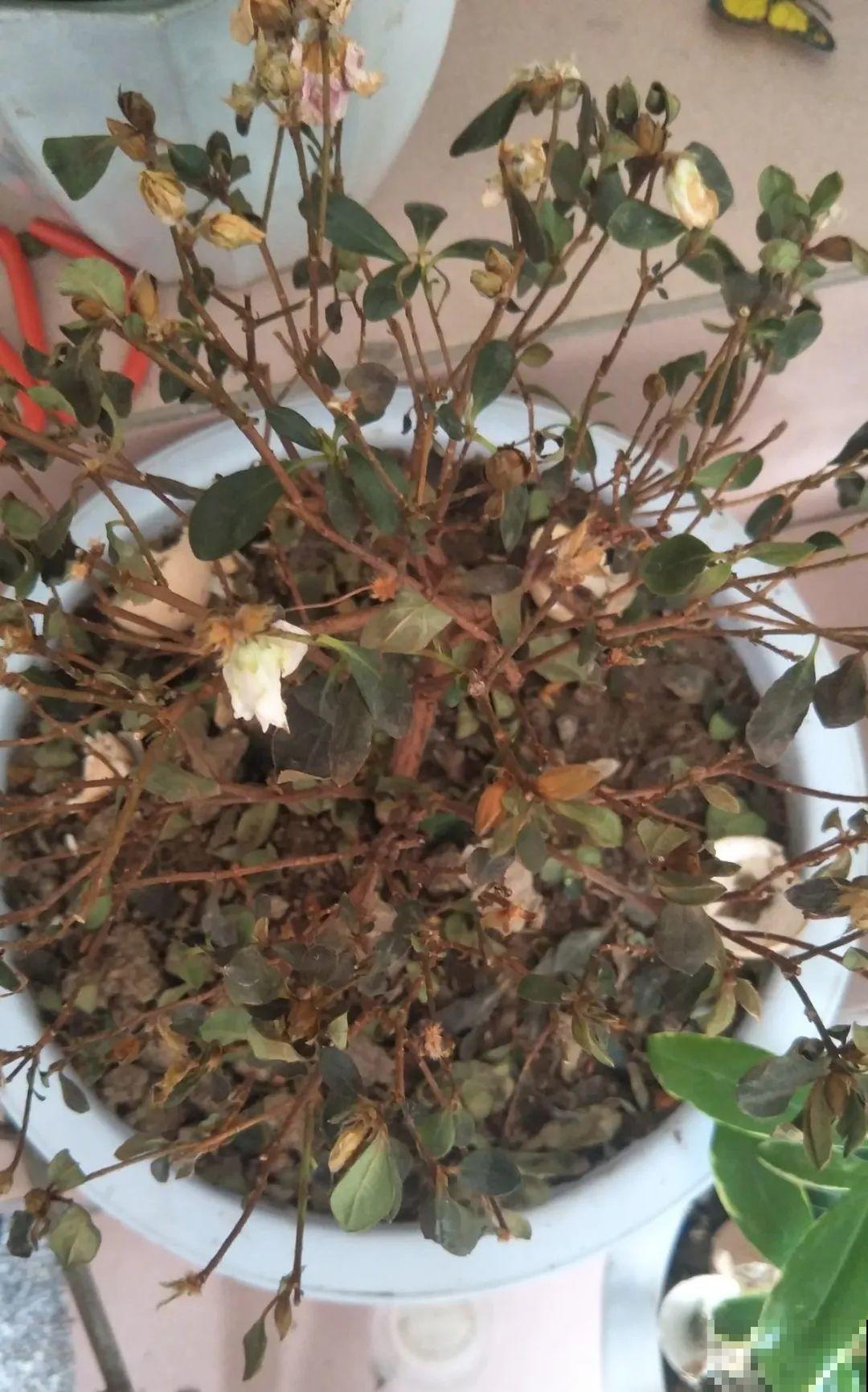 18种难养的花，把握一个点，就能起死回生！