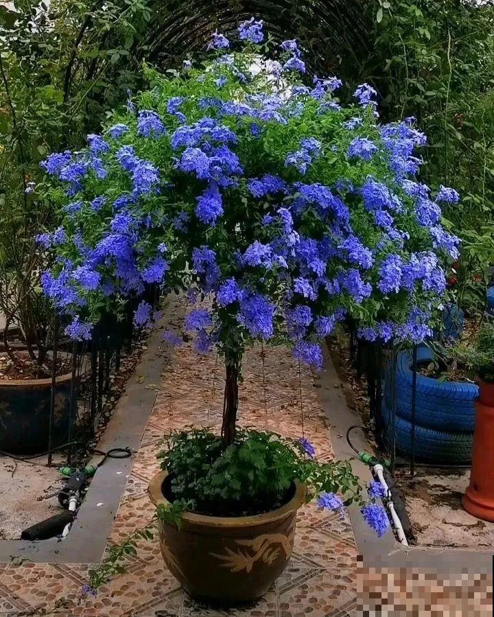 绣球马上剪，下个月就晚了，错过明年不开花