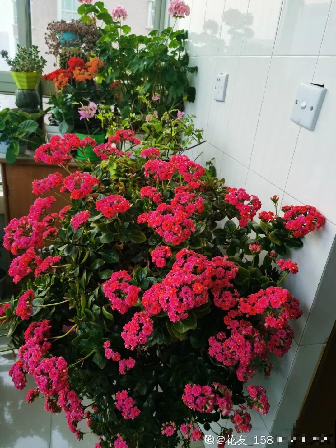 20种花,夏天要休眠,一浇水就死! 20种花,夏天要休眠,一浇水就死!